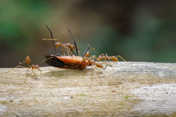 Gambar Red Ants makan Serangga Kapas Merah di latar belakang alam. Dalam — Stok Foto