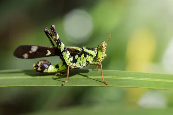 Bilden av siamesiska Spot Monkey-Gräshoppa (hane), Erianthus ser — Stockfoto