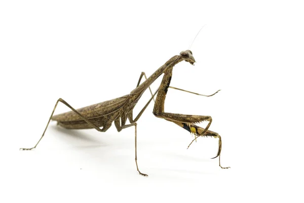 Imagen de la mantis orante (Stagmomantis carolina) sobre fondo blanco — Foto de Stock