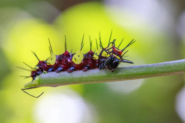 Imagem de um lacewing do leopardo de Caterpillar (Cethosis cyane euanthes ) — Fotografia de Stock