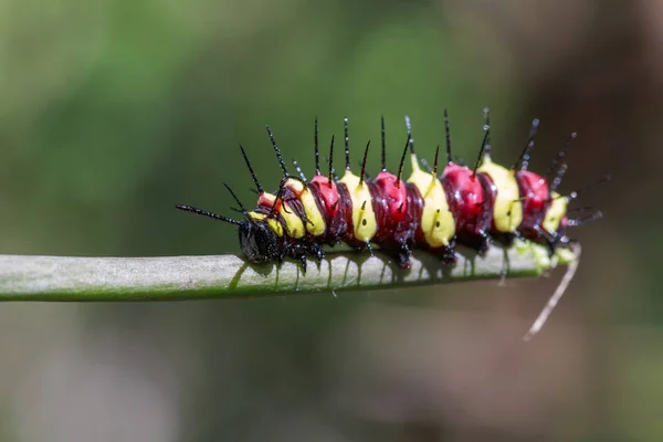 Egy hernyó leopard lacewing (Cethosis cyane euanthes képe) — Stock Fotó