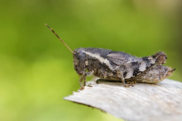 Imagem de um gafanhoto-marrom (Acrididae) sobre fundo natural . — Fotografia de Stock