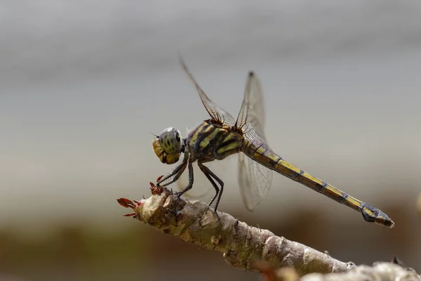 Foto van crimson dropwing dragonfly (female) / Trithemis aurora op — Stockfoto