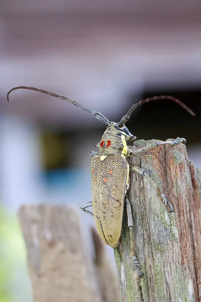 Billede af Spotted Mango Borer (Batocera numitor) på en stump.Beetle - Stock-foto