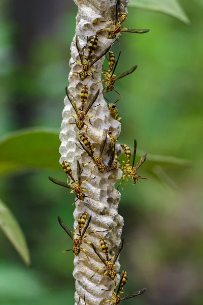 Gambar tawon Apache (Polistes apachus) dan sarang tawon di natu — Stok Foto