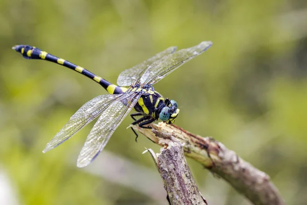 Obrázek klínatkovití vážek (Ictinogomphus Decoratus) na suché podprsenku — Stock fotografie