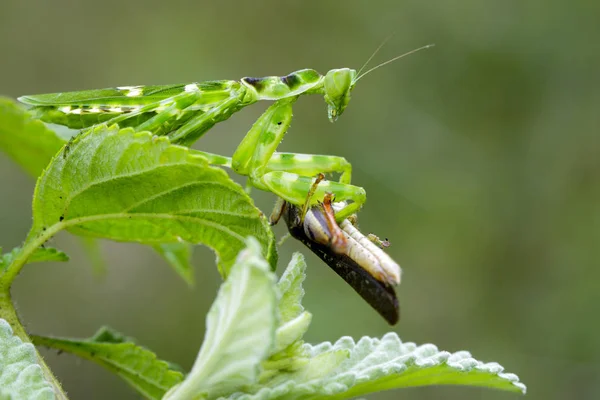 갈색 꽃 사마귀 (Creobroter gemmatus) 먹는 이미지 메뚜기 — 스톡 사진