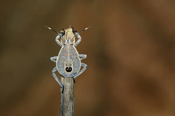 Image of Hemiptera bug on a brown branch. Insect. Animal — Stock Photo, Image