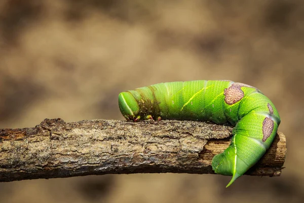 Imagen de oruga verde en una rama. Insecto. Animales. — Foto de Stock