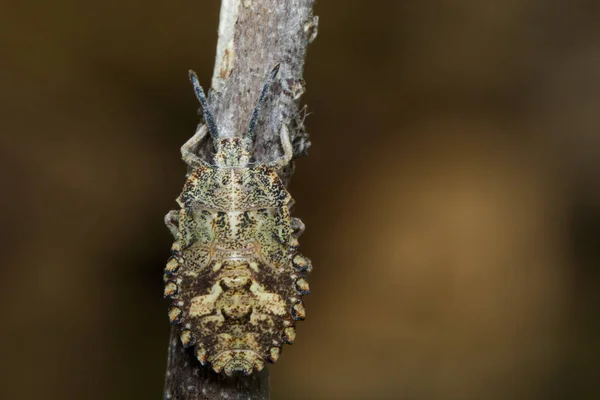 Imagem de Bug (Hemiptera) em galhos secos. Inseto. Animais — Fotografia de Stock