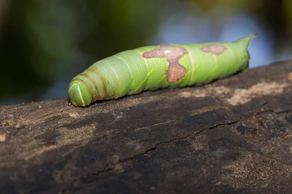 Yeşil tırtıl kahverengi kuru ahşap üzerinde görüntü. Böcek. Hayvan — Stok fotoğraf