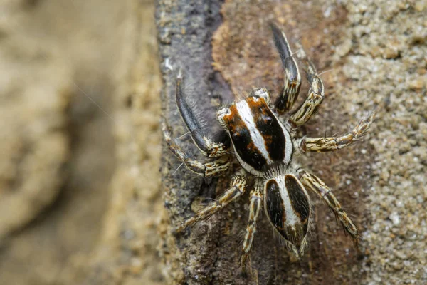 Изображение прыгающих пауков (Plexippus paykulli) на фоне природы — стоковое фото