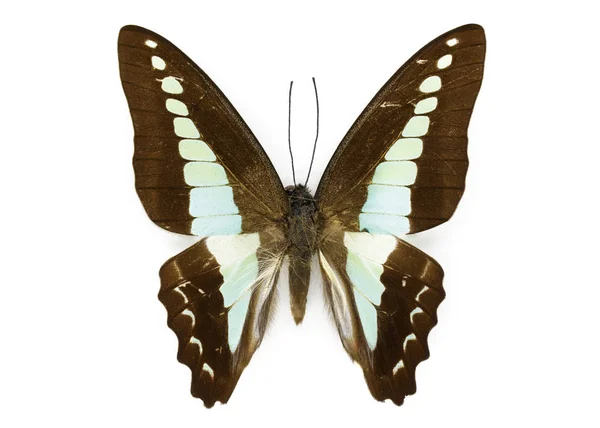 Image du papillon bleu commun (Graphium sarpedon) sur fond blanc — Photo