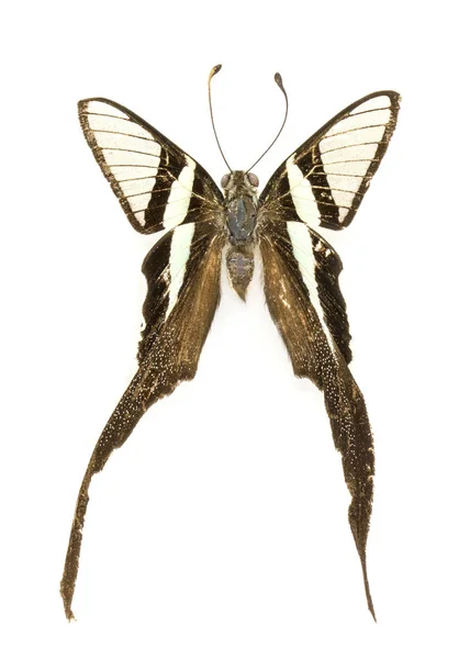 Obraz zielony Dragontail motyla (Lamproptera meges) na białym — Zdjęcie stockowe