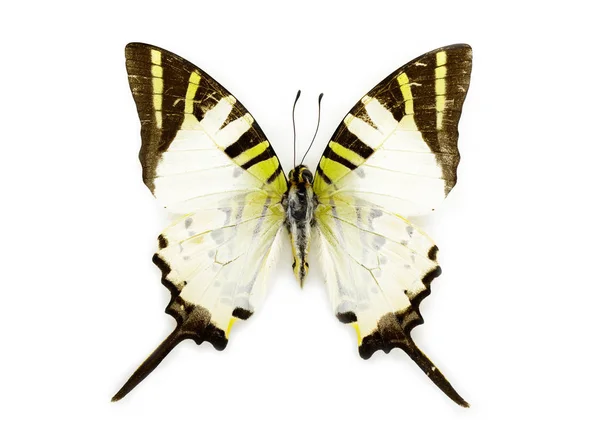 Wh Fivebar 剣蝶 (Graphium antiphates) のイメージ — ストック写真