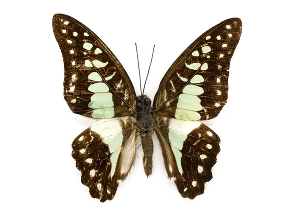 Imagen de Common Jay Butterfly (Graphium dosan) sobre fondo blanco —  Fotos de Stock