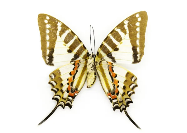흰색 bac에 자리 Swordtail 나비 (Graphium nomius)의 이미지 — 스톡 사진