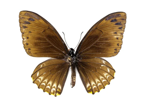 Genel MIME kelebek (Chilasa clytia) görüntü üzerinde beyaz backgro