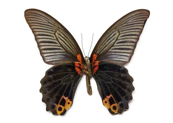 Wizerunek Wielki Motyl Mormona (Papilio memmon) na białym tle — Zdjęcie stockowe