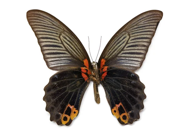 Büyük Mormon kelebek (Papilio memmon) görüntü üzerinde beyaz backgr — Stok fotoğraf