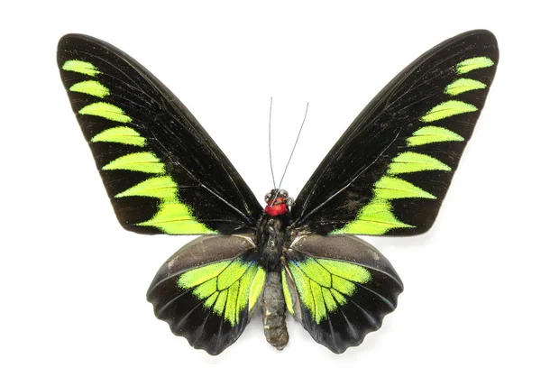 Image du papillon Rajah Brookiana (Trogonoptera brookiana) (Mal — Photo