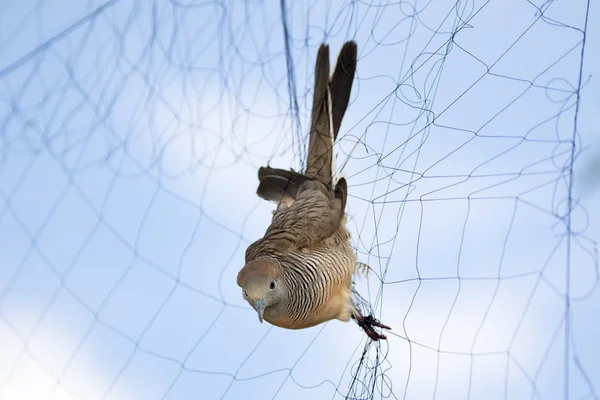 Afbeelding van bird(dove) is aangesloten op het net. Dieren. — Stockfoto