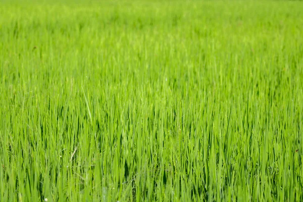 Image of rice farm, Rice field green grass. Green background