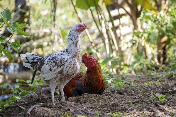 Imagen de un gallo y una gallina sobre un fondo natural. Animales de granja . —  Fotos de Stock