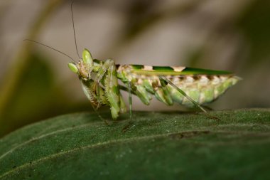 Görüntüyü yeşil çiçek Mantis (Creobroter gemmatus) bırakır. INS