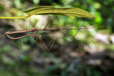 Image of a siam giant stick insect on leaves on nature backgroun clipart
