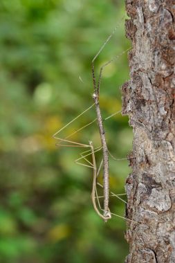 Image of siam giant stick insect on tree on nature background. I clipart
