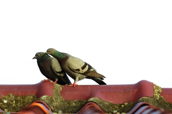 Image of two pigeons on the roof. Bird, Animal. — Stock Photo, Image