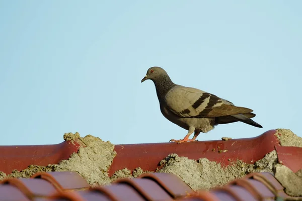 Afbeelding van een duiven op het dak. Vogel, dier. — Stockfoto
