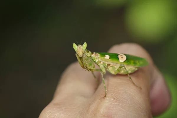 Bild av blomma mantis (Creobroter gemmatus) på fingret. Bordeaux — Stockfoto