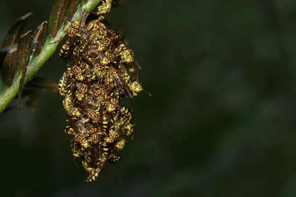 아파치 말 벌 (Polistes apachus) 및 natu에 말 벌 둥지의 이미지 — 스톡 사진