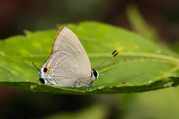 Imagen de mariposa común flash rojo (Rapala iarbus iarbus Tela —  Fotos de Stock