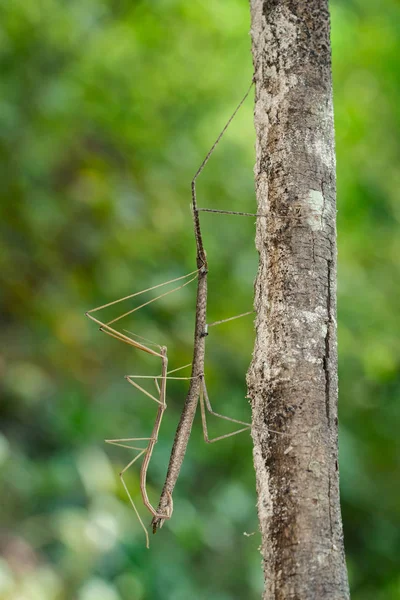 暹罗巨竹节虫在树上自然背景的图像。我 — 图库照片