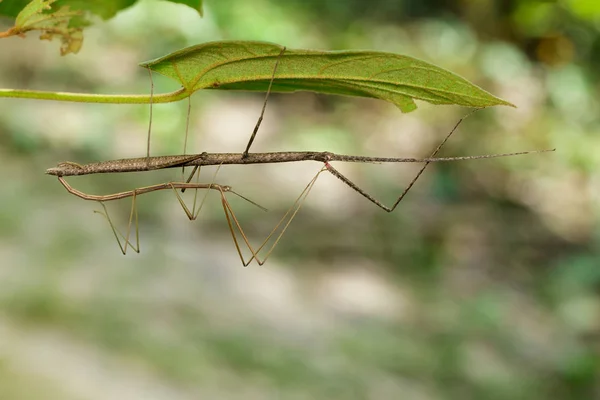 暹罗巨竹节虫上叶在自然背景的图像 — 图库照片