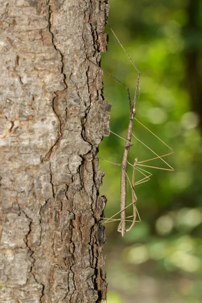 Εικόνα του Σιάμ γιγαντιαία έντομα ραβδί στο δέντρο σε φόντο φύση. Εγώ — Φωτογραφία Αρχείου