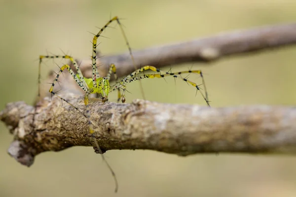 마다가스카르 녹색 살쾡이 거미 (Peucetia madagascariensis의 이미지) — 스톡 사진