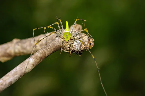 Image of Malagasy green lynx spider (Peucetia madagascariensis) — Stock Photo, Image