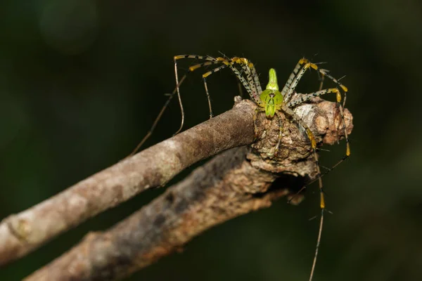 Görüntü Madagaskarlı yeşil lynx örümcek (Peucetia madagascariensis) — Stok fotoğraf