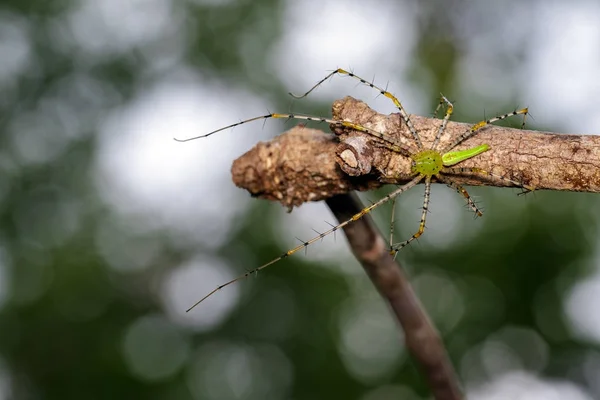 Image de l'araignée de lynx vert malgache (Peucetia madagascariensis ) — Photo