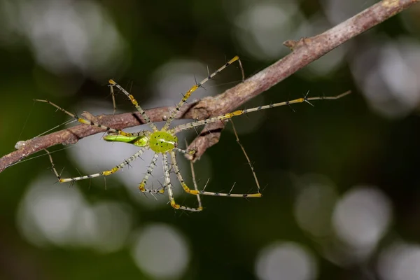 Imagem da aranha de lince verde malgaxe (Peucetia madagascariensis ) — Fotografia de Stock