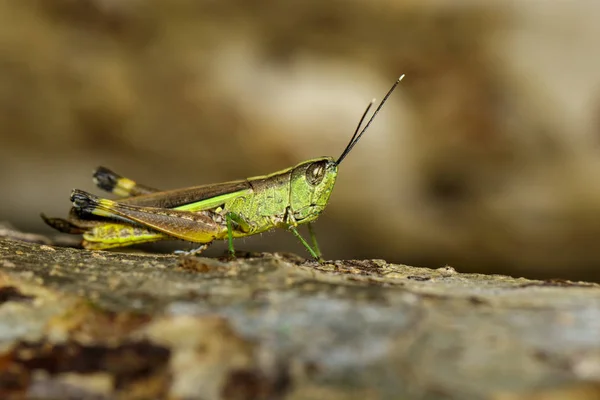 Image of sugarcane white-tipped locust (Ceracris fasciata) on th — Stock Photo, Image