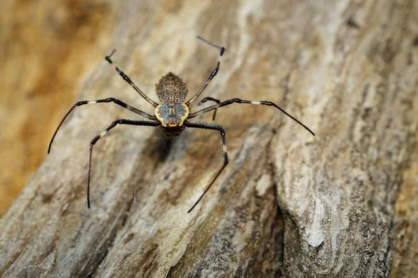 Image of Ornate Orb-weaver spider (Herennia multipuncta) on dry — Stock Photo, Image