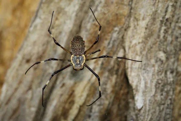 Image of Ornate Orb-weaver spider (Herennia multipuncta) on dry — Stock Photo, Image