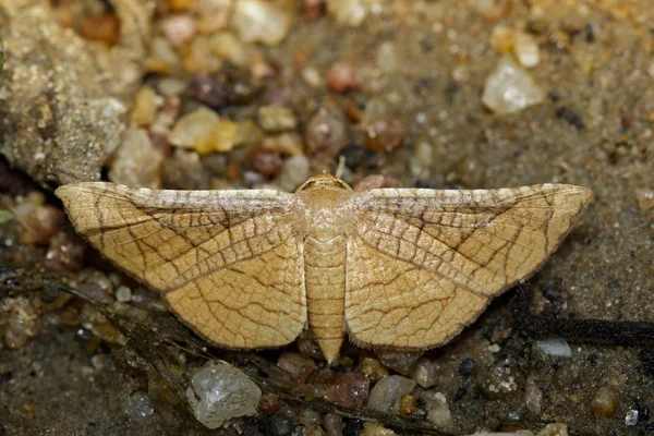 Bild des braunen Schmetterlings (lasiocampidae) auf Naturhintergrund — Stockfoto