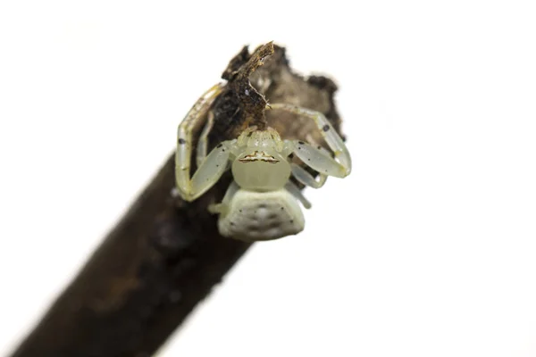 Imagem da aranha de caranguejo branco (Thomisus spectabilis) em branche seca — Fotografia de Stock