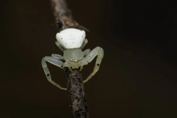 Beyaz yengeç örümcek (Thomisus spectabilis) kuru branche görüntüsünü — Stok fotoğraf